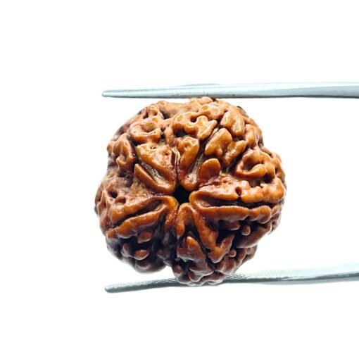 5 Mukhi Rudraksha Original Nepal - (20.50 Mm)