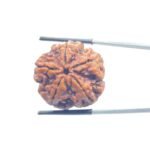 5 Mukhi Rudraksha Original Nepal - (26.00 MM)