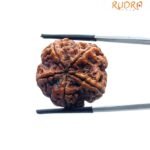 5 Mukhi Rudraksha Original Nepal - (26.00 MM)