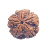5 Mukhi Rudraksha Original Nepal - (26.00 MM)