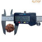 5 Mukhi Rudraksha Original Nepal - (26.00 MM)