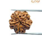 5 Mukhi Rudraksha 20.35 Mm