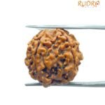 5 Mukhi Rudraksha 20.35 Mm