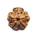 5 Mukhi Rudraksha 20.35 Mm
