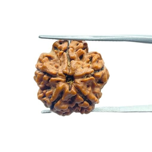 5 Mukhi Rudraksha 20.35 Mm