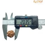 5 Mukhi Rudraksha 20.35 Mm