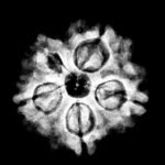 5 Muukhi Rudraksha 15.05 Mm X-Ray