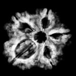 5 Muukhi Rudraksha 15.80 Mm X-Ray