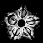 5 Muukhi Rudraksha 18.67 Mm X-Ray
