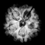 5 Muukhi Rudraksha 19.20 Mm X-Ray