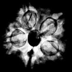 5 Muukhi Rudraksha 19.33 Mm X-Ray