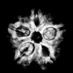 5 Muukhi Rudraksha 19.55 Mm X-Ray