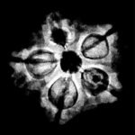 5 Muukhi Rudraksha 19.70 Mm X-Ray