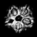 5 Muukhi Rudraksha 19.90 Mm X-Ray