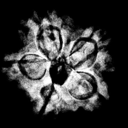 5 Muukhi Rudraksha 19.95 Mm X-Ray