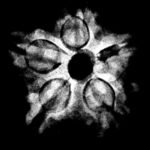 5 Mukhi Rudraksha Nepal - (20.10 Mm) 11 5 Muukhi Rudraksha 20.10 Mm X-Ray