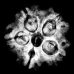 5 Muukhi Rudraksha 20.20 Mm X-Ray