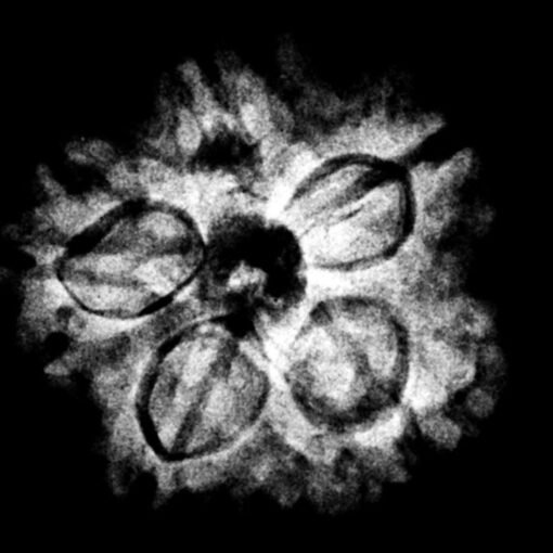 5 Muukhi Rudraksha 20.25 Mm X-Ray