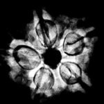 5 Muukhi Rudraksha 20.27 Mm X-Ray