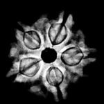 5 Muukhi Rudraksha 21.23 Mm X-Ray