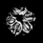 6-Mukhi-Nepal-18.10-Mm.jpg