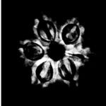 6-Mukhi-Nepal-20.13-Mm-X-Ray.jpg