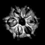 6 Mukhi Nepal 20.88 Mm