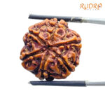 6 Mukhi Nepal Rudraksha 22.72 MM
