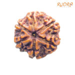 6 Mukhi Nepal Rudraksha 22.72 MM