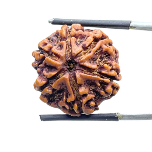 6 Mukhi Nepal Rudraksha 22.72 MM