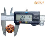 6 Mukhi Nepal Rudraksha 22.72 MM