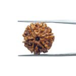 6 Mukhi Rudraksha 20.60 MM