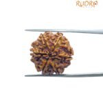 6 Mukhi Rudraksha 20.60 MM