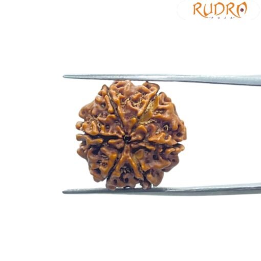 6 Mukhi Rudraksha 20.60 MM