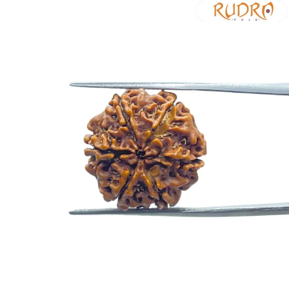 6 Mukhi Rudraksha Nepal (20.60 Mm) 2 6 Mukhi Rudraksha 20.60 Mm