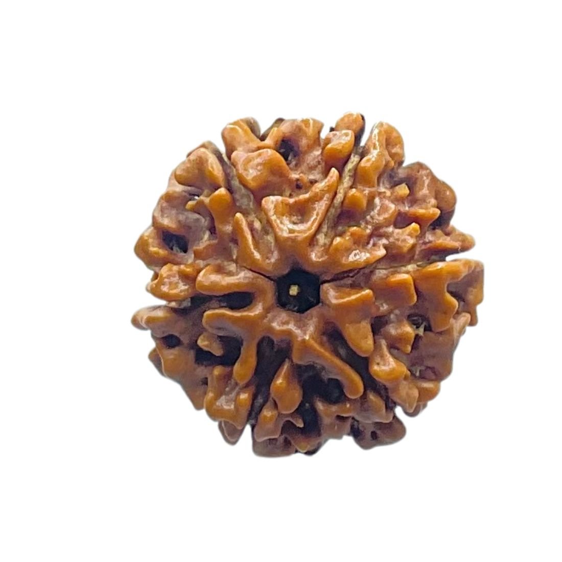 6 Mukhi Rudraksha Nepal (20.60 Mm) 3 6 Mukhi Rudraksha 20.60 Mm