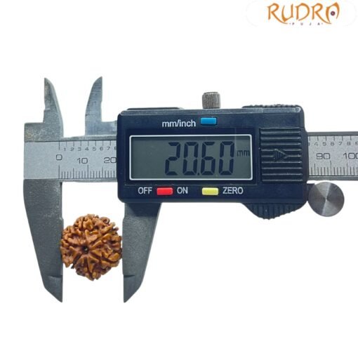 6 Mukhi Rudraksha 20.60 MM