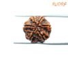 6-Mukhi-Rudraksha-Nepal-17.72-Mm-Bp-C.jpg