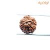 6-Mukhi-Rudraksha-Nepal-17.72-Mm-Fp-C.jpg