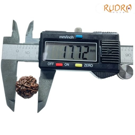 6-Mukhi-Rudraksha-Nepal-17.72-Mm-Op-C.jpg