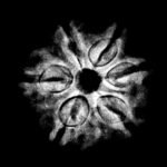 6-Mukhi-Rudraksha-Nepal-17.72-Mm-X-Ray.jpg