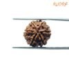 6-Mukhi-Rudraksha-Nepal-18.10-Mm-Bp-C.jpg