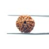 6-Mukhi-Rudraksha-Nepal-18.10-Mm-Mp-C.jpg