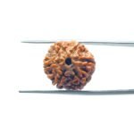 6-Mukhi-Rudraksha-Nepal-18.10-MM-MP-C.jpg