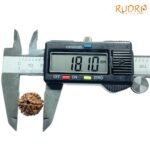 6-Mukhi-Rudraksha-Nepal-18.10-Mm-Op-C.jpg