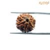6-Mukhi-Rudraksha-Nepal-18.10-Mm-Sp-C.jpg