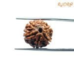 6-Mukhi-Rudraksha-Nepal-18.10-Mm-Sp-C.jpg