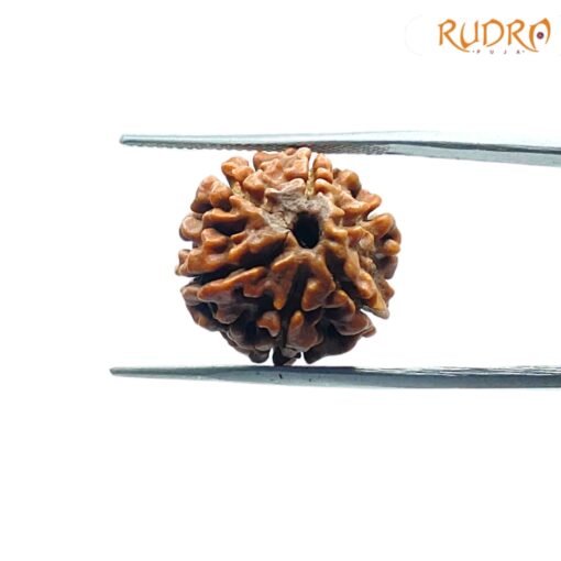 6-Mukhi-Rudraksha-Nepal-18.10-Mm-Sp-C.jpg