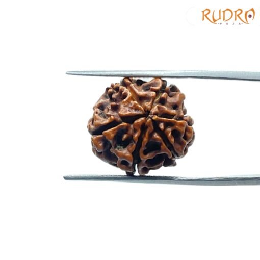 6-Mukhi-Rudraksha-Nepal-18.38-Mm-Bp-C.jpg
