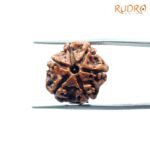 6-Mukhi-Rudraksha-Nepal-18.38-Mm-Fp-C.jpg